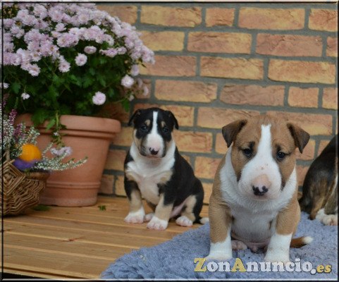 CACHORROS BULL TERRIER